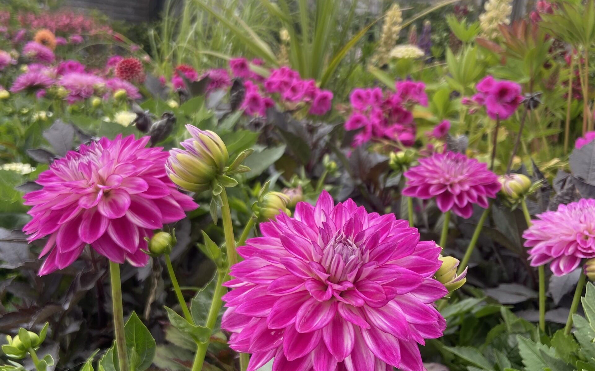 Plant of the month Grimsby Garden Centre