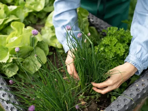 Growing carrots and chives together - companion planting