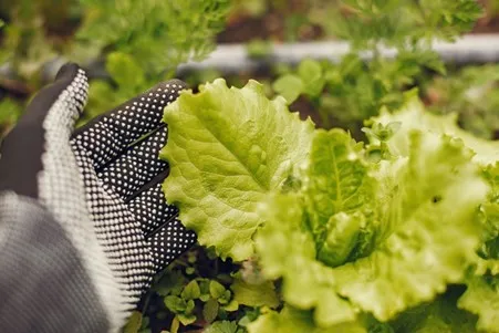 Growing lettuce