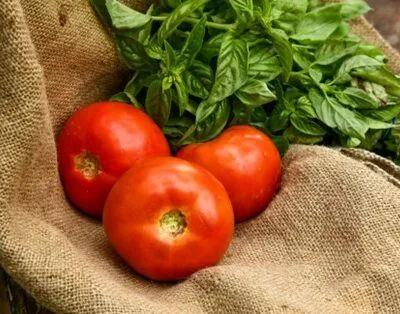 Tomato plants and basil - companion planting