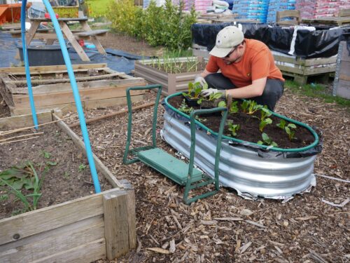 Young man bends over a raised bed filled with salad and leafy greens