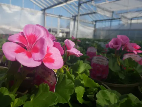 pink geraniums in garden centre