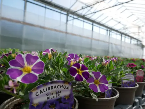 purple calibrachoas in greenhouse