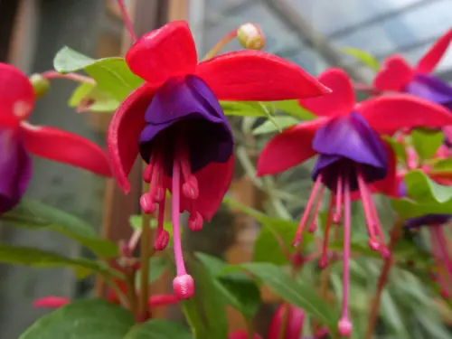 fuchsias bedding plants