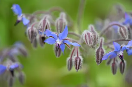 Borage flower as pollinator