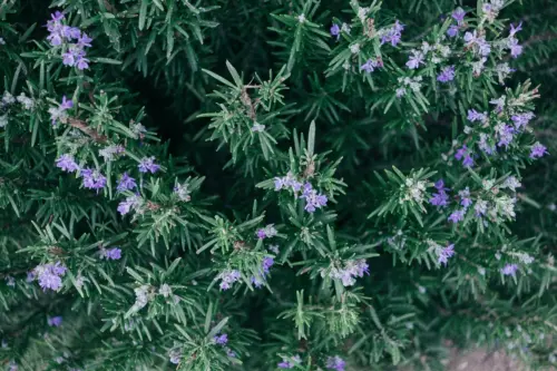 Rosemary plant as pollinator
