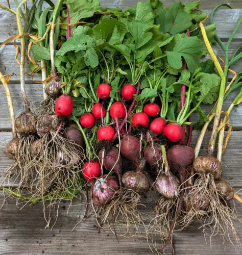 Beetroot and radish grown on the Grimsby Garden Centre allotment