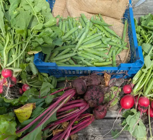 Beetroot, radish and carrot grown on an allotment
