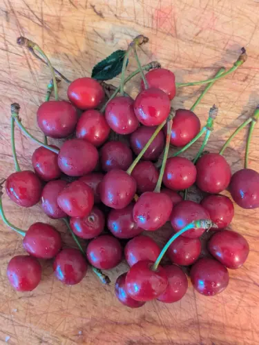 Morello cherries grown on Grimsby Garden Centre allotment