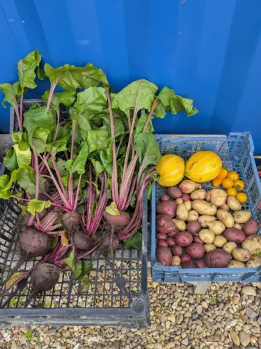 Allotment produce collected at Grimsby Garden Centre