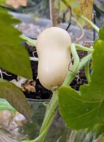 Butternut squash on Grimsby Garden Centre allotment