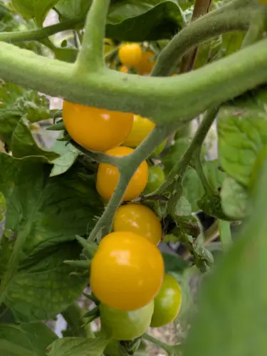 Tomatoes grown on Grimsby Garden Centre community allotment helping people with mental health difficulties