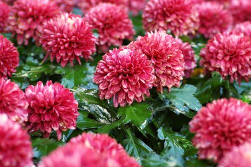Chrysanthemum garden mum autumn offer