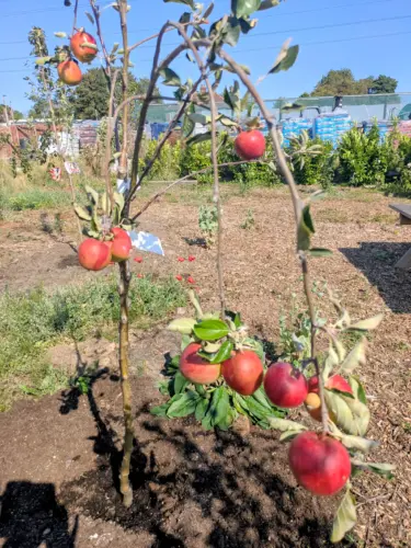Apple tree on Grimsby Garden Centre allotment