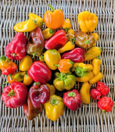 Grimsby Garden Centre peppers from the allotment