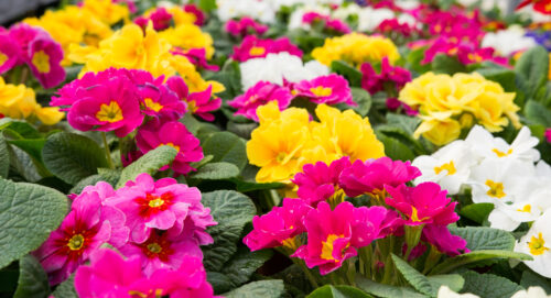 Primula | Grimsby Garden Centre | plant of the month October