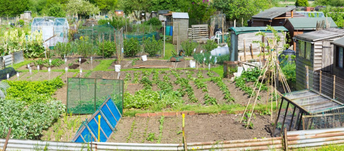 Communal allotments