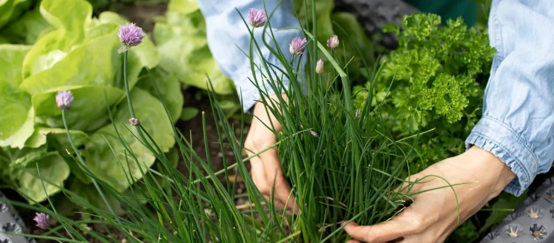 Growing carrots and chives together - companion planting
