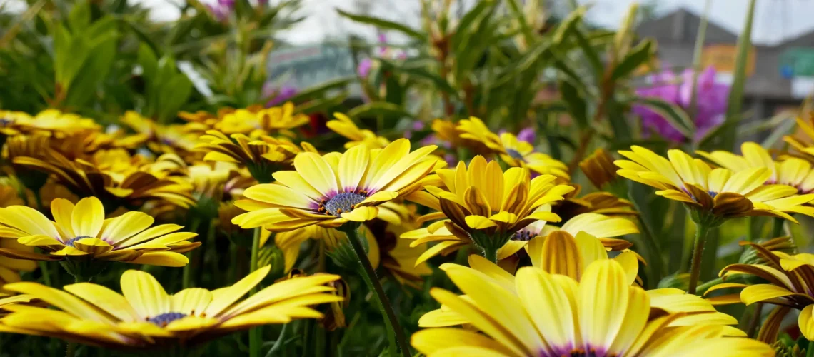 Yellow cosmos flowers Grimsby