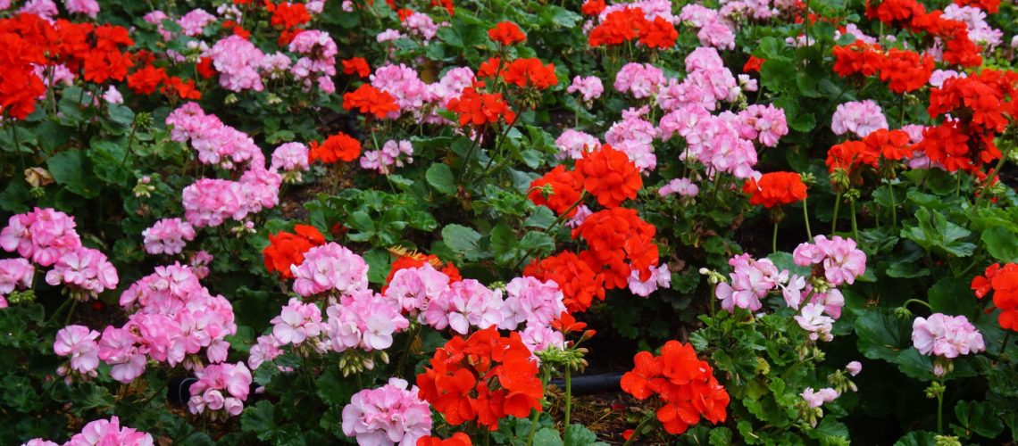 Image of pink and red geraniums planted in a border in a garden