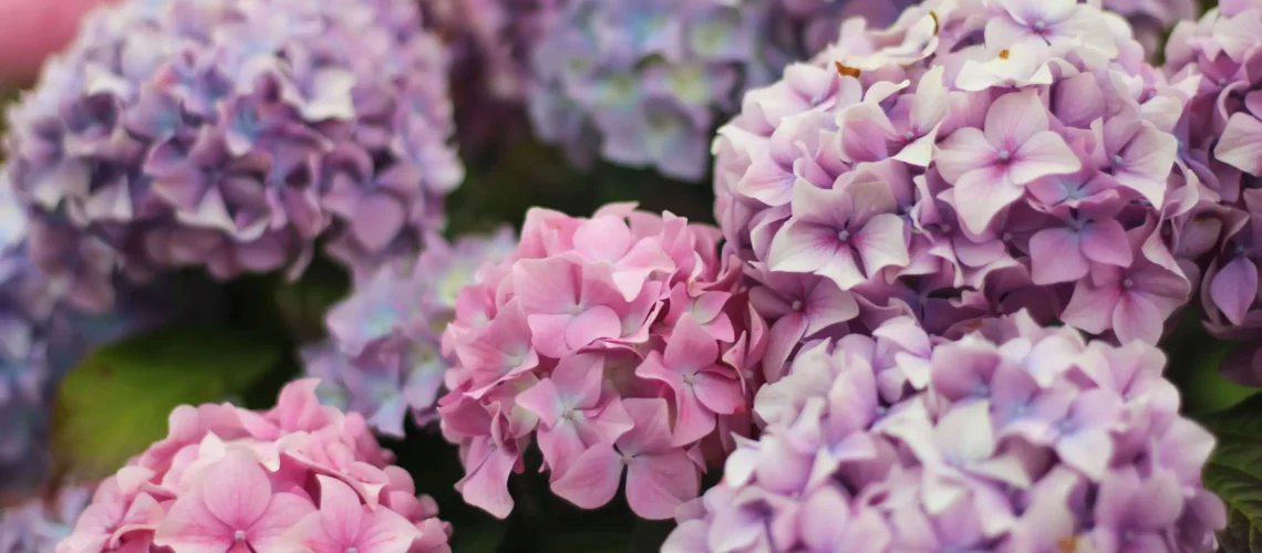 Hydrangeas in the garden in August
