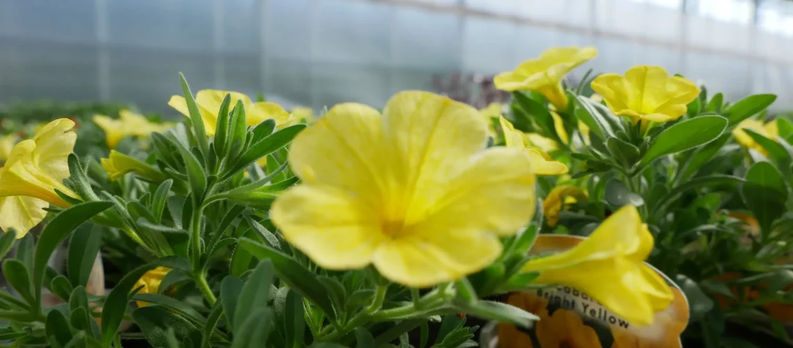 5 bedding plants