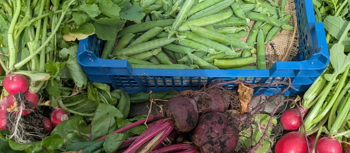 Beetroot, radish and carrot grown on an allotment