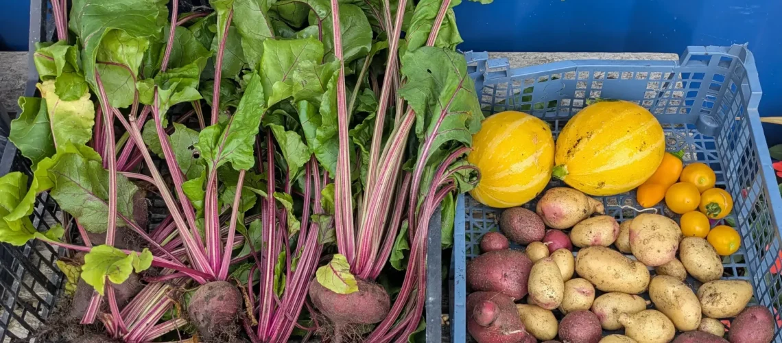 Allotment produce collected at Grimsby Garden Centre