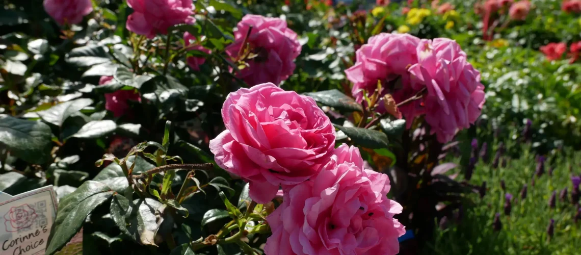 Valentine's Day Roses - Grimsby Garden Centre