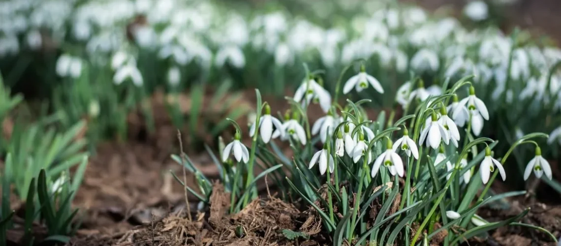 Snowdrop flowers growing in garden