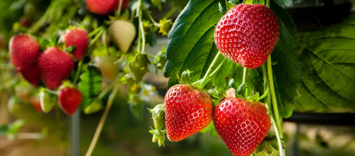 Growing strawberry plants at home