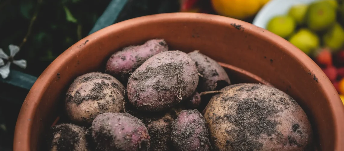 Potatoes grown at home