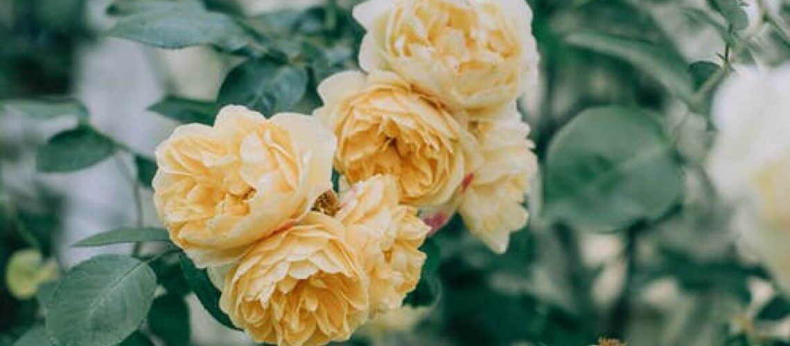 April in the garden - Blog Header