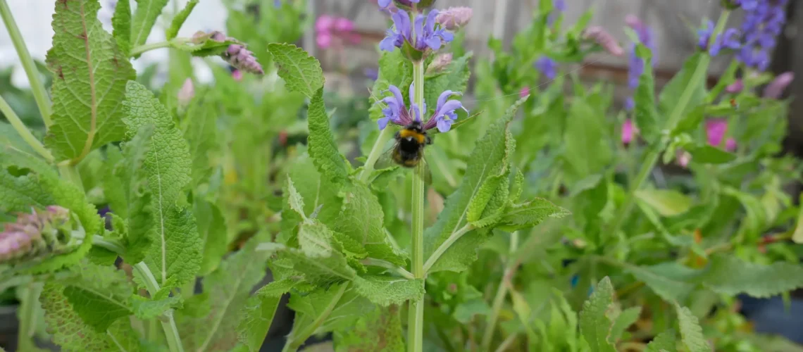 bee on lavender