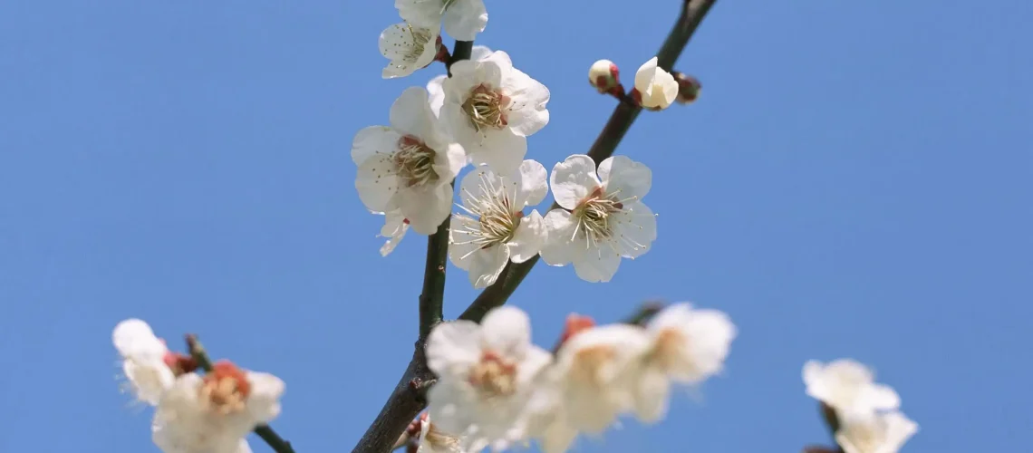 Cherry blossom tree branch against a blue sky background