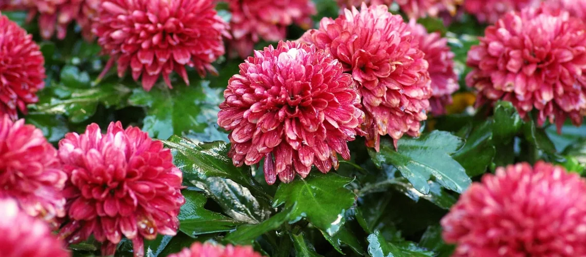 Chrysanthemum garden mum autumn offer