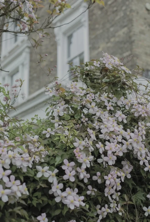 clematis