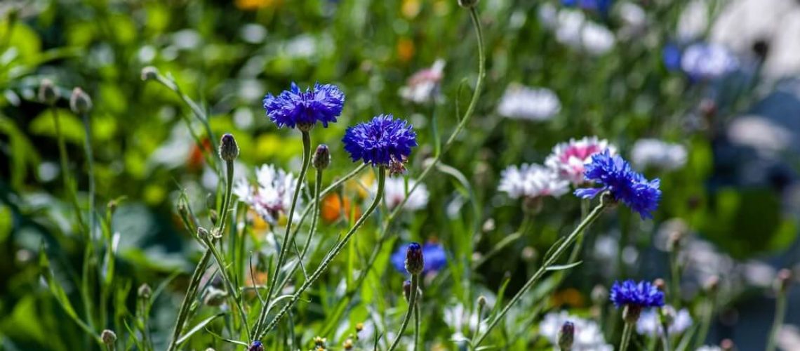 Caring for plants in the heat of the summer - Blog Header