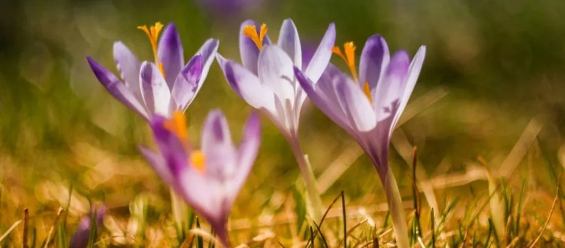 Crocus