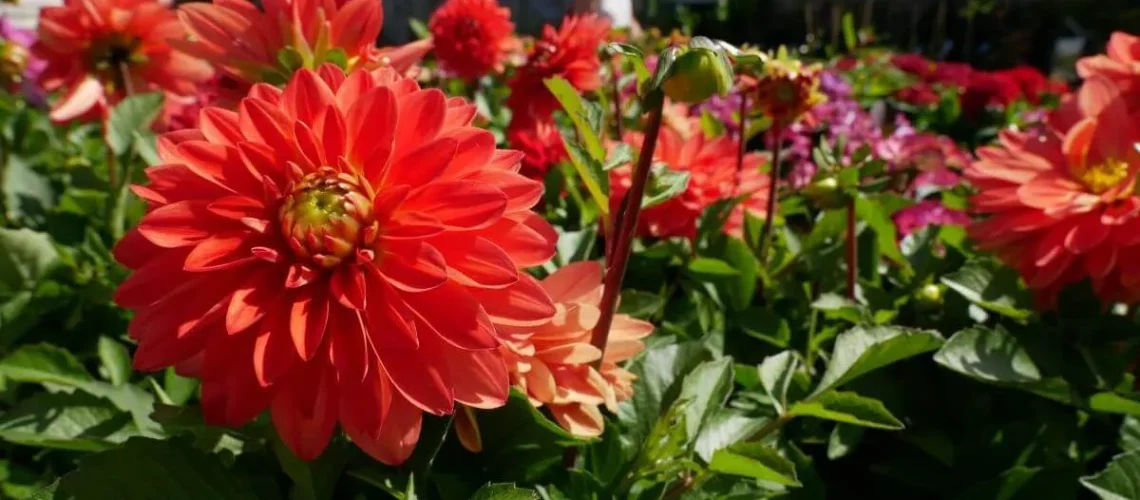 August in the garden - Blog Header
