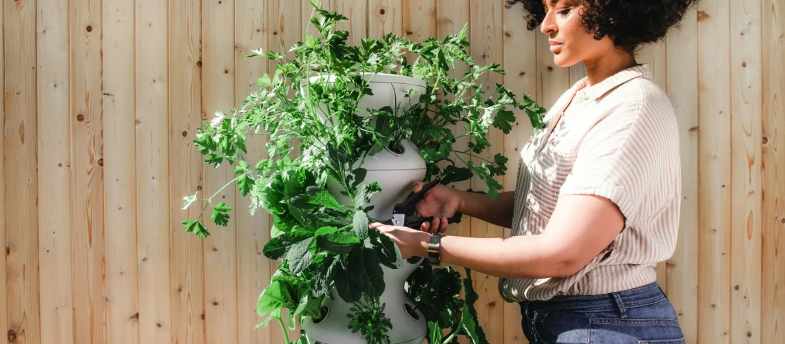 Gardening advice for beginners
