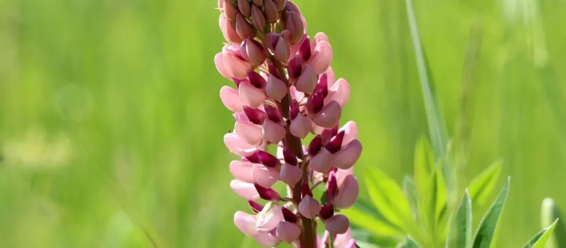 June In The Garden - Blog Post