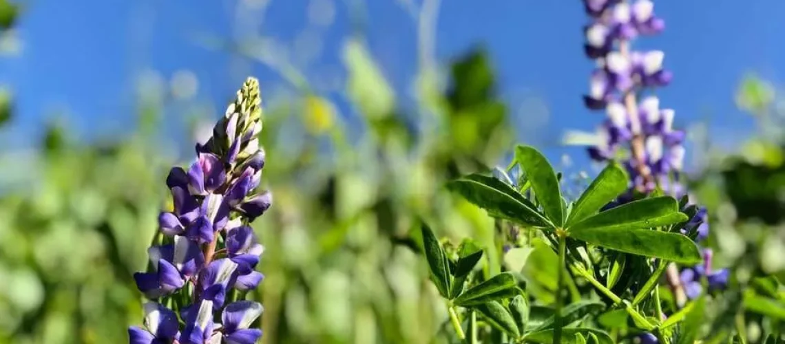 How to care for lupins - Blog Header