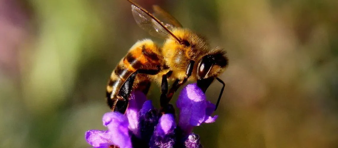 May in the garden - Blog Header