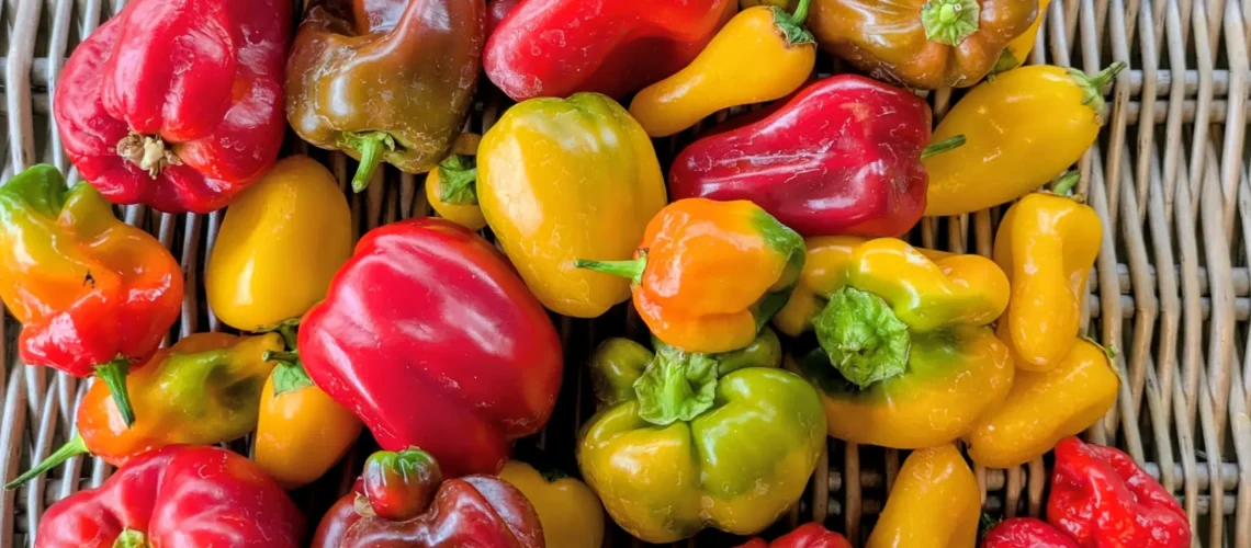 Grimsby Garden Centre peppers from the allotment
