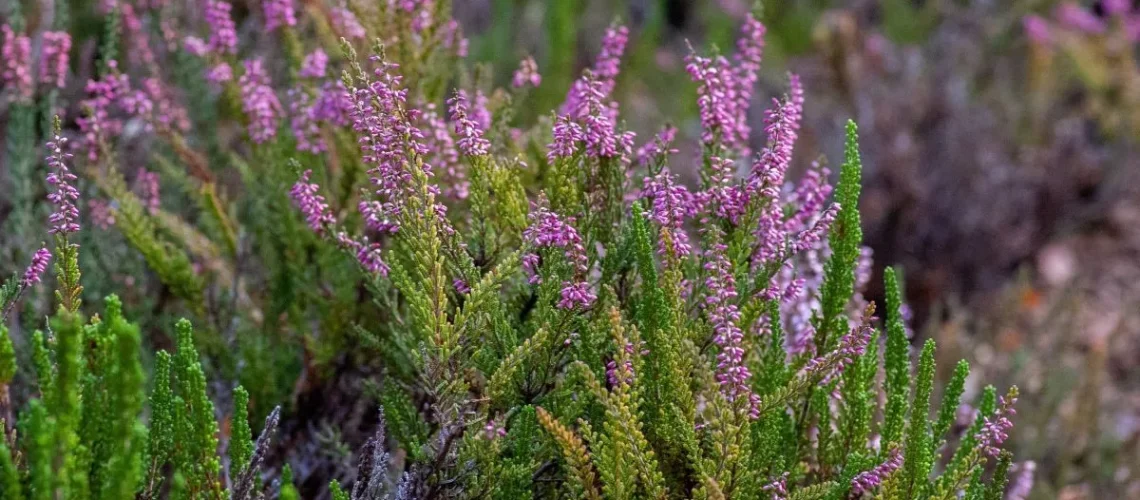 October In The Garden Blog Header