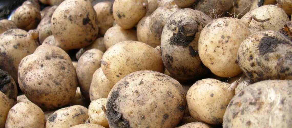Beginners guide to chitting potatoes - blog header
