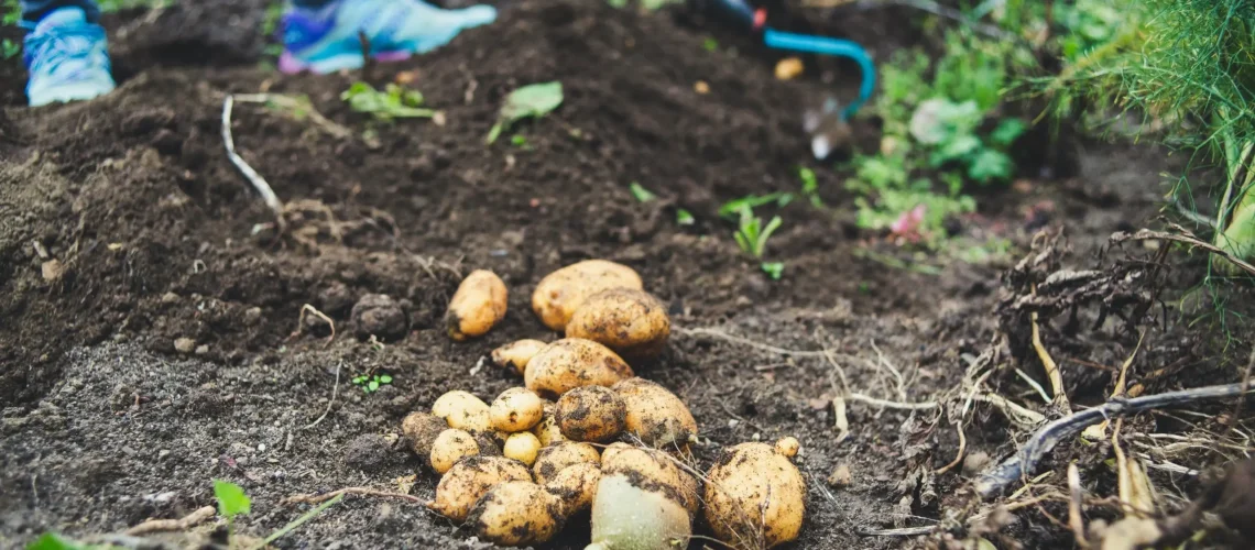 potatoes