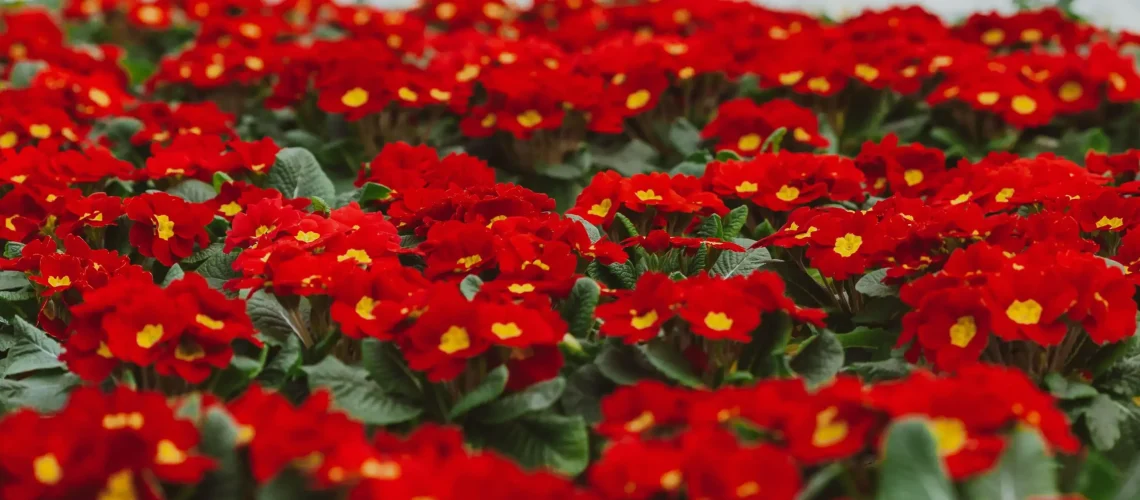 Winter bedding plants