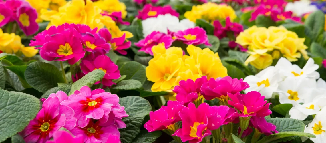 Primula | Grimsby Garden Centre | plant of the month October